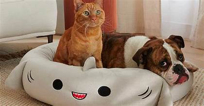 The Best Beds Your Buddy Will Love