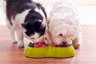 TOP 5 BEST WAYS TO FEED YOUR FAVORITE FRIENDS