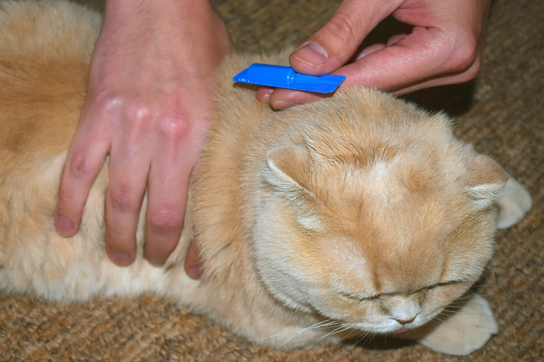 The Best 5  Preventive Flea & Tick  For Your Favorite Cat