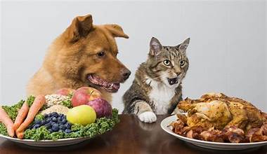 “Can Pets Thrive On A Vegetarian Diet? Everything You Need To Know”