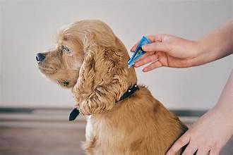 The Most Popular Flea And Tick Preventatives for Your Dog