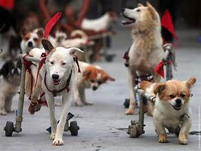 The Wonderful World of Special Needs Pets