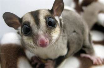 How to make your sugar glider look good