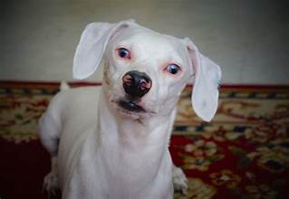 How to Care for a Blind Dog