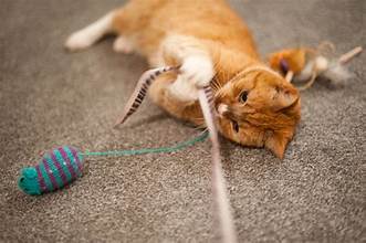 cat playing