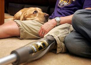 Best Large Breed Dogs Are Great For The Physically Disabled