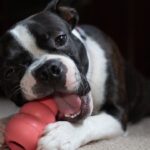 pexels-photo-28667156-28667156.jpg