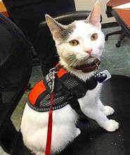 How to Train Your Cat to Become an Emotional Support