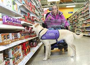 service dog